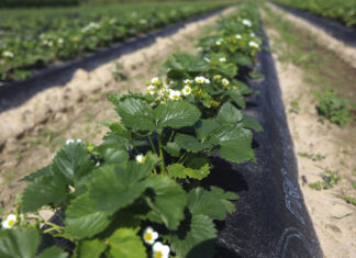 Jak zadbać o plantacje truskawek w czerwcu. Choroby i szkodniki
