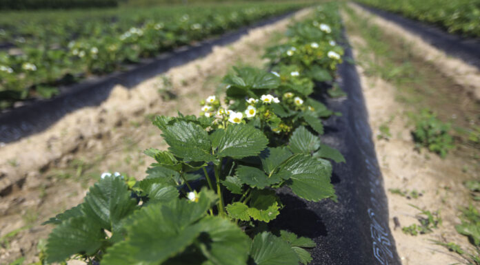 Jak zadbać o plantacje truskawek w czerwcu. Choroby i szkodniki