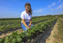 Plantacje truskawek w czerwcu. Przed owocowaniem i po zbiorach