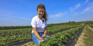Plantacje truskawek w czerwcu. Przed owocowaniem i po zbiorach