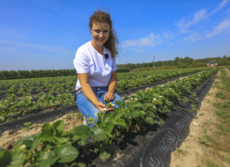 Plantacje truskawek w czerwcu. Przed owocowaniem i po zbiorach