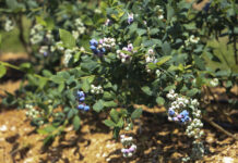 W Agronom Berries ruszył sezon na Polskie borówki. Jakie ceny?