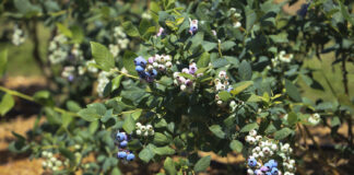 W Agronom Berries ruszył sezon na Polskie borówki. Jakie ceny?