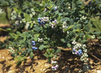 W Agronom Berries ruszył sezon na Polskie borówki. Jakie ceny?