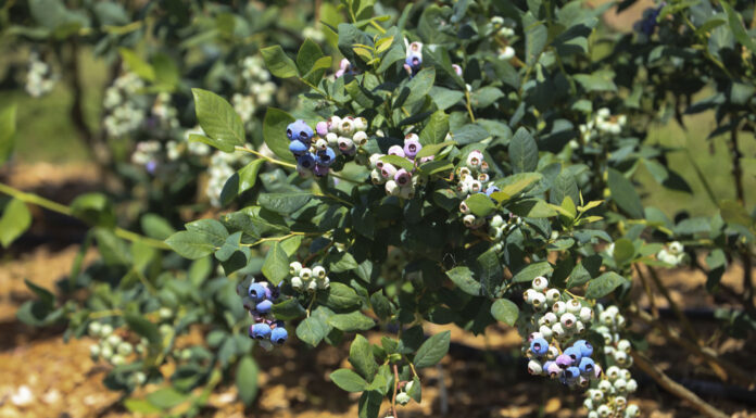 W Agronom Berries ruszył sezon na Polskie borówki. Jakie ceny?