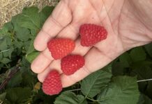 Biologiczna, efektywna ochrona malin