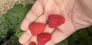 Biologiczna, efektywna ochrona malin