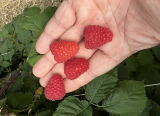 Biologiczna, efektywna ochrona malin