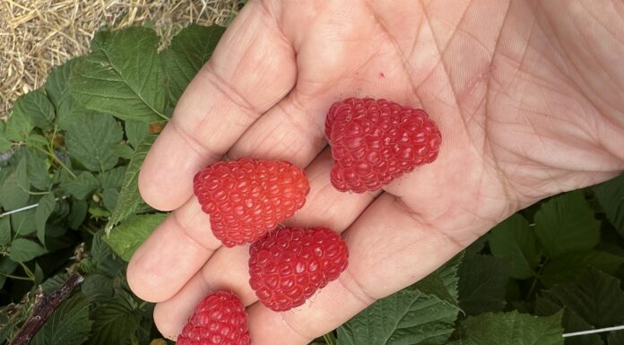 Biologiczna, efektywna ochrona malin