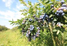 Czy będzie potężny wysyp borówek w lipcu?