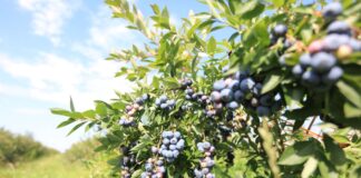 Czy będzie potężny wysyp borówek w lipcu?