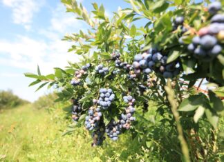 Czy będzie potężny wysyp borówek w lipcu?