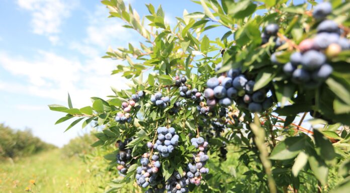 Czy będzie potężny wysyp borówek w lipcu?