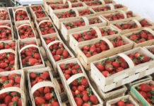Czy sezon truskawkowy się kończy? Ceny, podaż rokowania