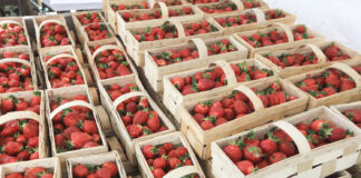 Czy sezon truskawkowy się kończy? Ceny, podaż rokowania