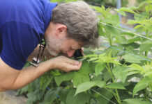Maliny pod kontrolą, ale … Ten szkodnik może zaskoczyć