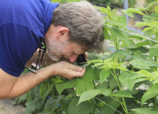 Maliny pod kontrolą, ale … Ten szkodnik może zaskoczyć
