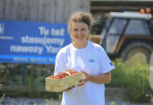 Jak utrzymać jakość truskawek w trakcie zbiorów?