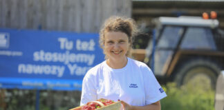 Jak utrzymać jakość truskawek w trakcie zbiorów?