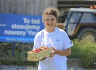 Jak utrzymać jakość truskawek w trakcie zbiorów?