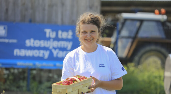 Jak utrzymać jakość truskawek w trakcie zbiorów?
