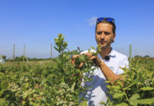 Ochrona borówki przed zbiorami. O czym trzeba pamiętać?