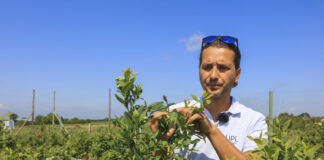 Ochrona borówki przed zbiorami. O czym trzeba pamiętać?