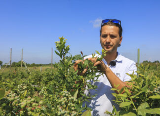 Ochrona borówki przed zbiorami. O czym trzeba pamiętać?