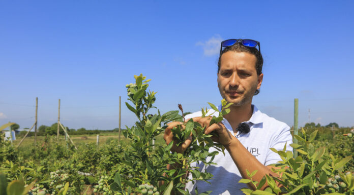 Ochrona borówki przed zbiorami. O czym trzeba pamiętać?