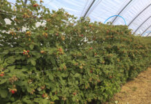 Warto zadbać o plantacje malin. To się może opłacać!