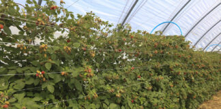 Warto zadbać o plantacje malin. To się może opłacać!