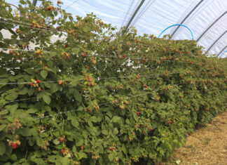 Warto zadbać o plantacje malin. To się może opłacać!