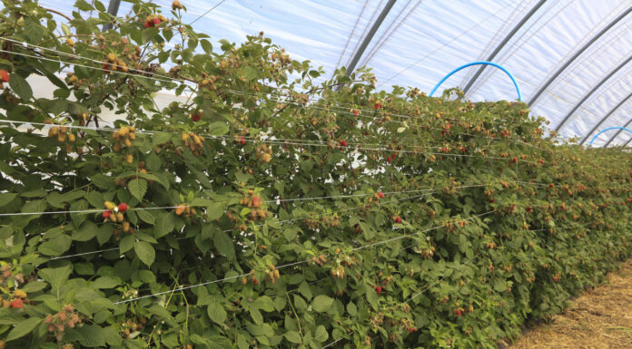 Warto zadbać o plantacje malin. To się może opłacać!