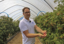 Maliny już owocują. Jak utrzymać jędrność i smak