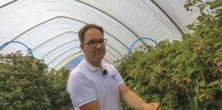 Maliny już owocują. Jak utrzymać jędrność i smak