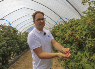 Maliny już owocują. Jak utrzymać jędrność i smak