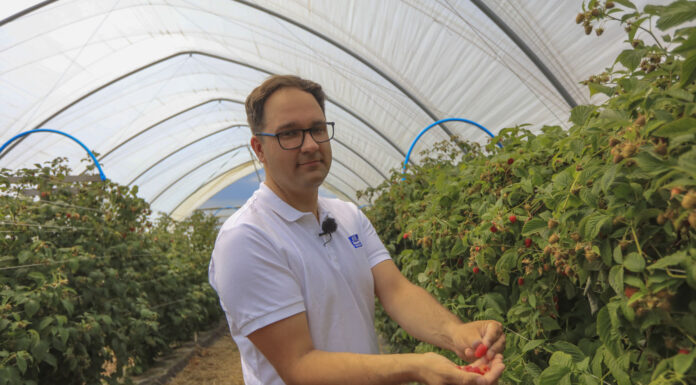 Maliny już owocują. Jak utrzymać jędrność i smak