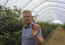 Maliny letnie i jesienne. Zalecenia od dr Pawła Krawca