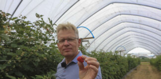 Maliny letnie i jesienne. Zalecenia od dr Pawła Krawca