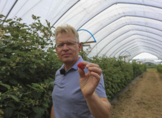 Maliny letnie i jesienne. Zalecenia od dr Pawła Krawca