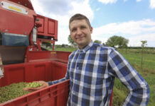 Na Lubelszczyźnie ruszyły zbiory agrestu. Plony i ceny w 2024 roku