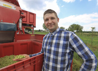 Na Lubelszczyźnie ruszyły zbiory agrestu. Plony i ceny w 2024 roku