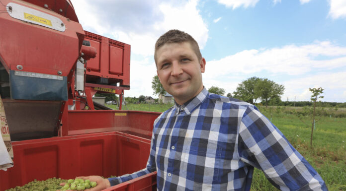 Na Lubelszczyźnie ruszyły zbiory agrestu. Plony i ceny w 2024 roku