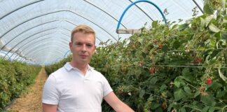 Wpływ wapnia na jakość malin