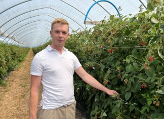 Wpływ wapnia na jakość malin