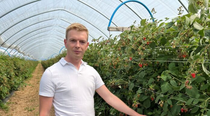 Wpływ wapnia na jakość malin