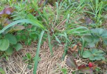 Na plantacjach truskawek późnym latem (monitoring plantacji)