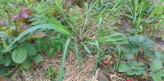 Na plantacjach truskawek późnym latem (monitoring plantacji)