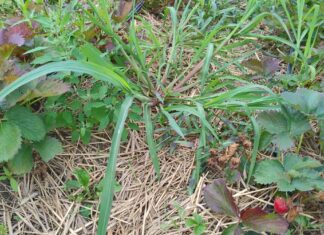 Na plantacjach truskawek późnym latem (monitoring plantacji)