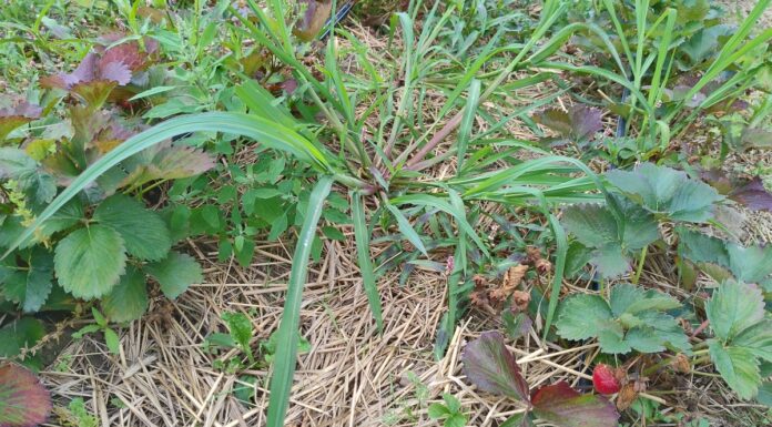 Na plantacjach truskawek późnym latem (monitoring plantacji)